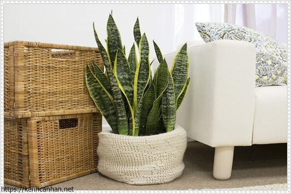 c&acirc;y khử m&ugrave;i h&ocirc;i trong nh&agrave; 6