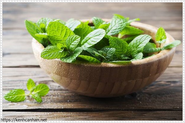 c&acirc;y khử m&ugrave;i h&ocirc;i trong nh&agrave; 7