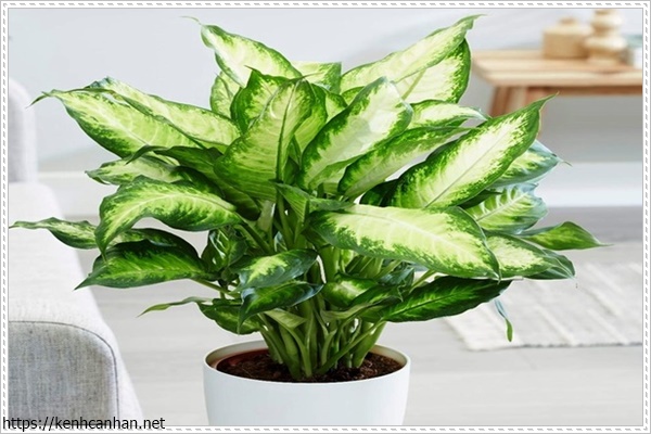 c&acirc;y khử m&ugrave;i h&ocirc;i trong nh&agrave; 10