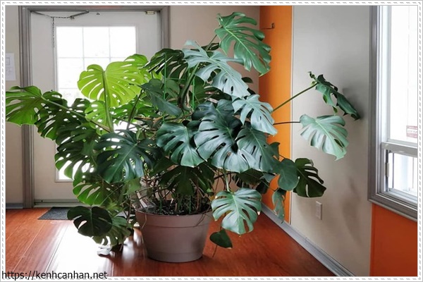 c&acirc;y khử m&ugrave;i h&ocirc;i trong nh&agrave; 14