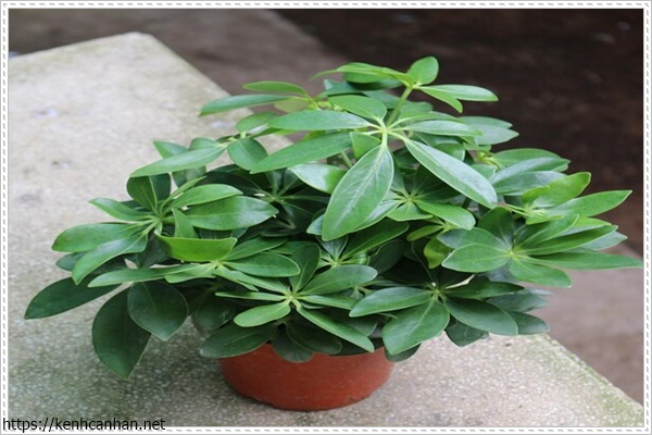 c&acirc;y khử m&ugrave;i h&ocirc;i trong nh&agrave; 13