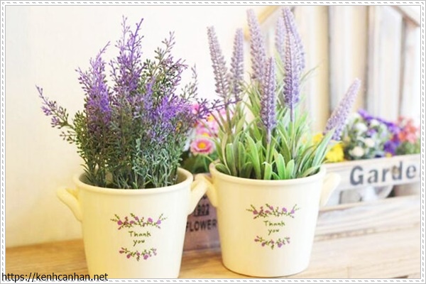 c&acirc;y khử m&ugrave;i h&ocirc;i trong nh&agrave; 8