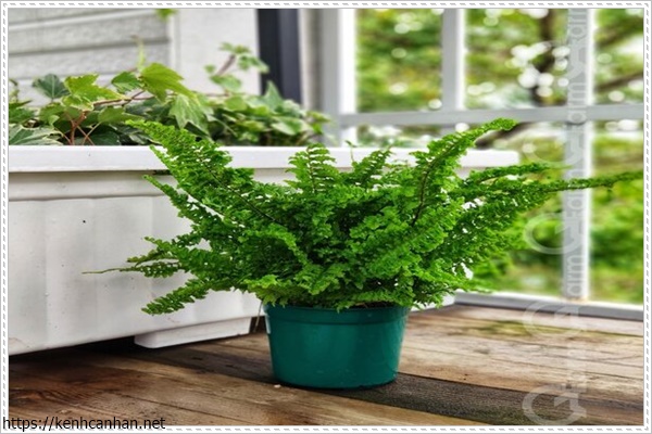 c&acirc;y khử m&ugrave;i h&ocirc;i trong nh&agrave; 9