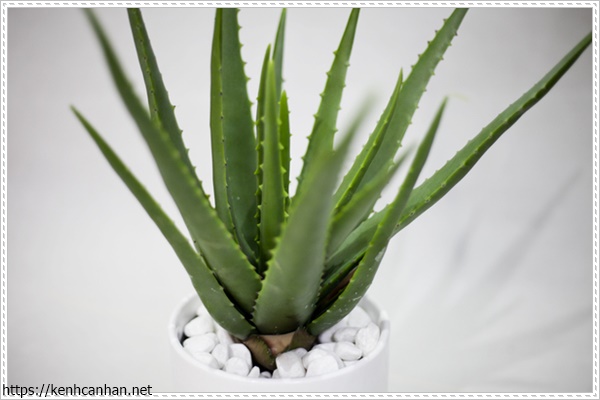 c&acirc;y khử m&ugrave;i h&ocirc;i trong nh&agrave; 1