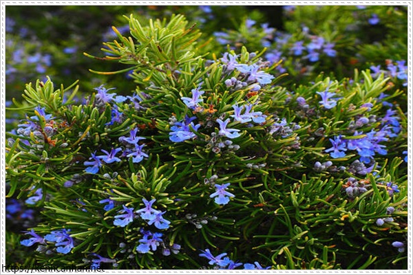 c&acirc;y khử m&ugrave;i h&ocirc;i trong nh&agrave; 2