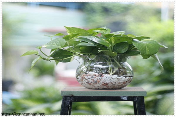 c&acirc;y khử m&ugrave;i h&ocirc;i trong nh&agrave; 3