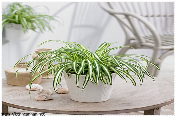 c&acirc;y khử m&ugrave;i h&ocirc;i trong nh&agrave; 4