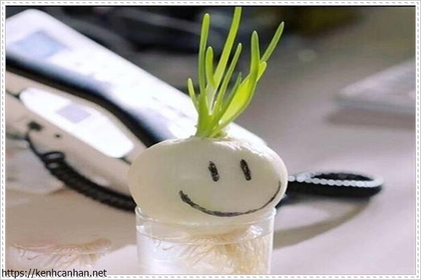 c&acirc;y khử m&ugrave;i h&ocirc;i trong nh&agrave; 5