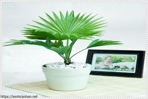 c&acirc;y khử m&ugrave;i h&ocirc;i trong nh&agrave; 12