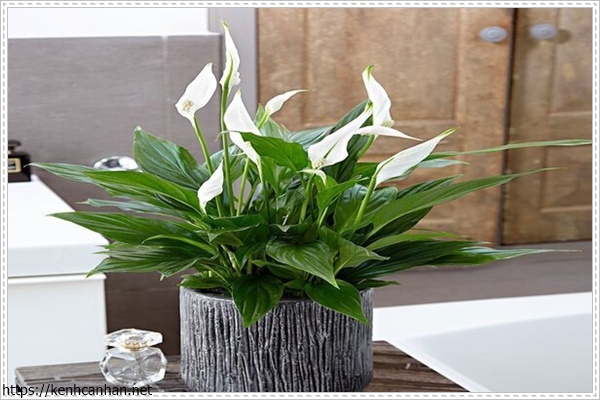 c&acirc;y khử m&ugrave;i h&ocirc;i trong nh&agrave; 11