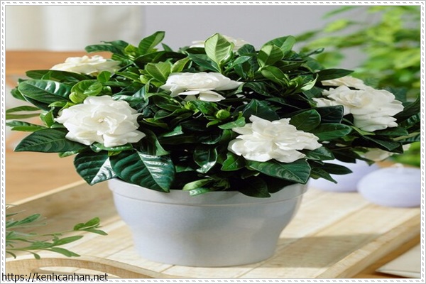 c&acirc;y khử m&ugrave;i h&ocirc;i trong nh&agrave; 15