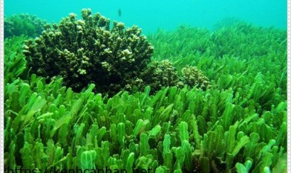 Xử lý nước thải bằng tảo chlorella