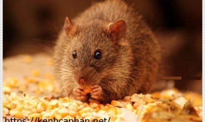 Cách đuổi chuột khỏi nhà 