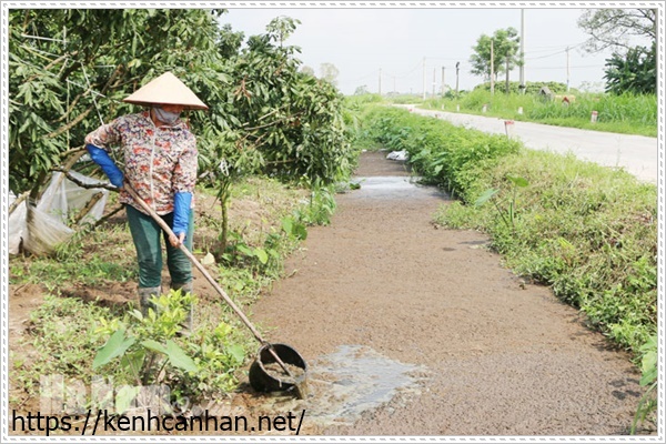 &aacute;p dụng xử l&yacute; nước thải chăn nu&ocirc;i b&ograve;