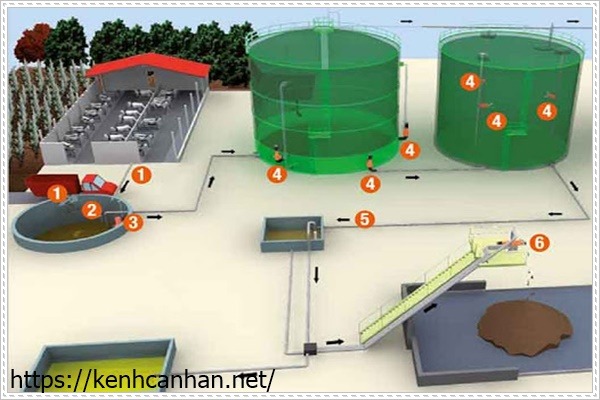 quy tr&igrave;nh xử l&yacute; nước thải chăn nu&ocirc;i b&ograve;
