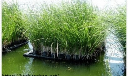  Xử lý nước thải chăn nuôi bằng thực vật