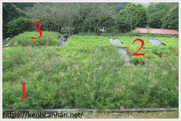 áp dụng xử lý nước thải chăn nuôi bằng thực vật