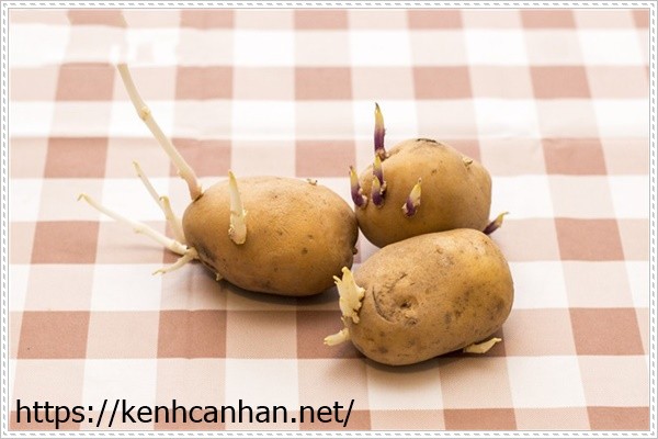 Khoai t&acirc;y mọc mầm l&agrave; thực phẩm dễ g&acirc;y sảy thai