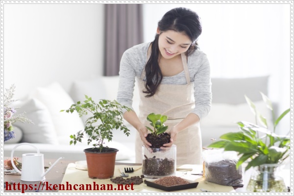 Khử m&ugrave;i h&ocirc;i trong nh&agrave; bằng c&aacute;ch trồng nhiều c&acirc;y xanh